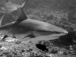 Pregnant Grey Reef Shark (Canon G9) by Todd Karberg 